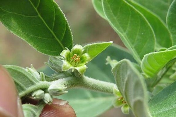 growing ashwagandha plant