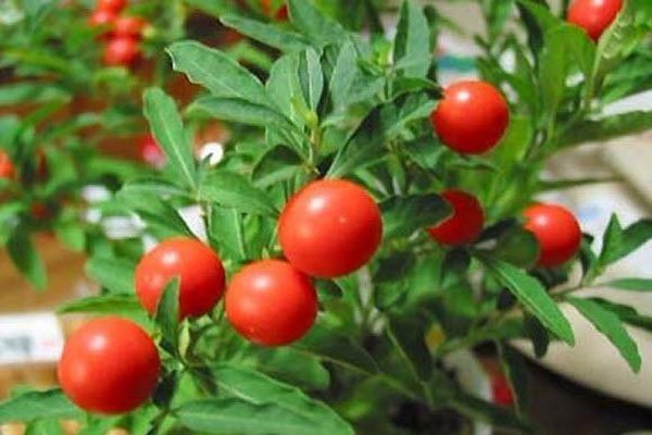 growing ashwagandha in pots