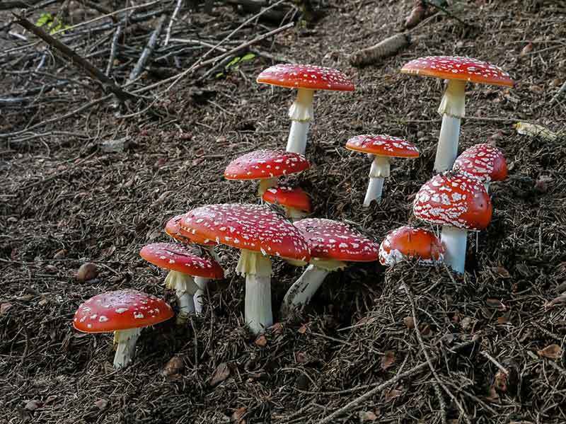 amanita muscaria outdoors