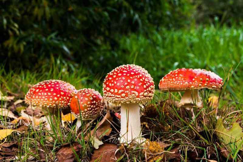 growing amanita muscaria