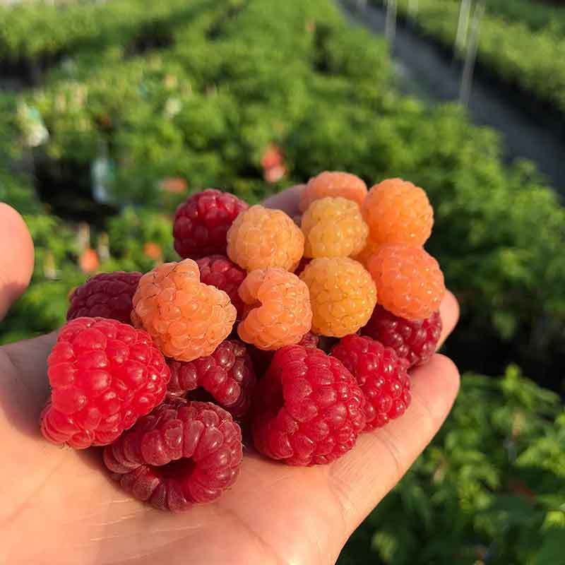 growing raspberries in houston