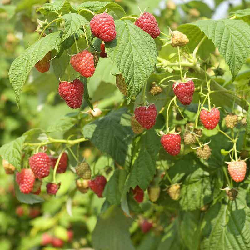 growing raspberries in north texas