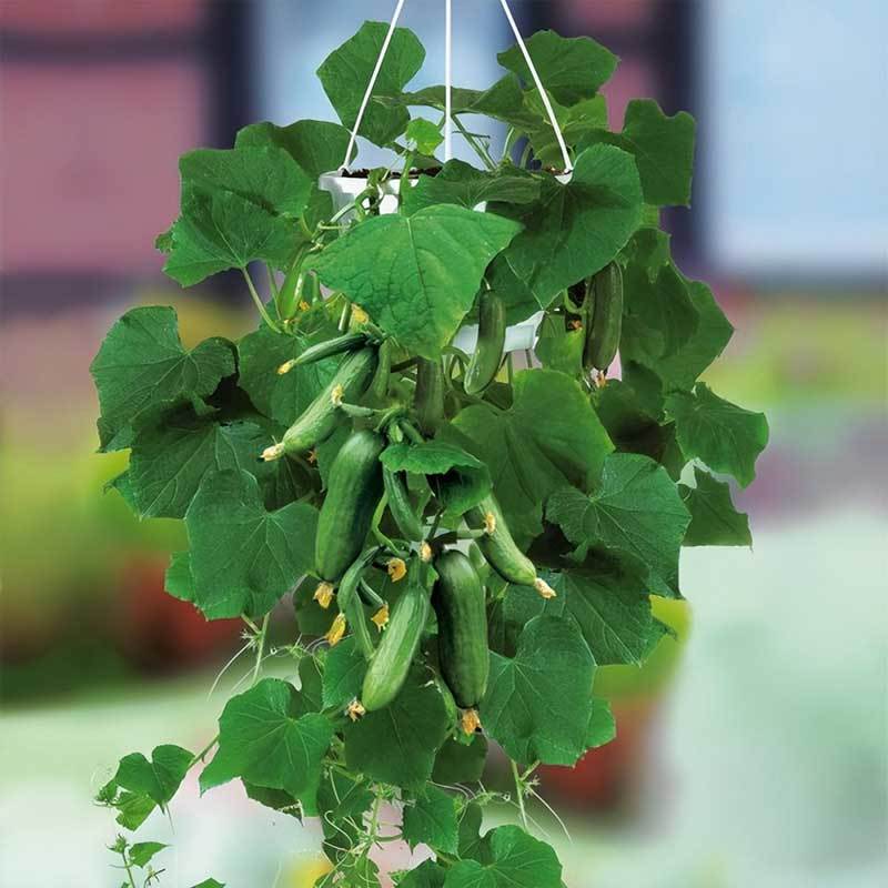 growing cucumbers in hanging baskets