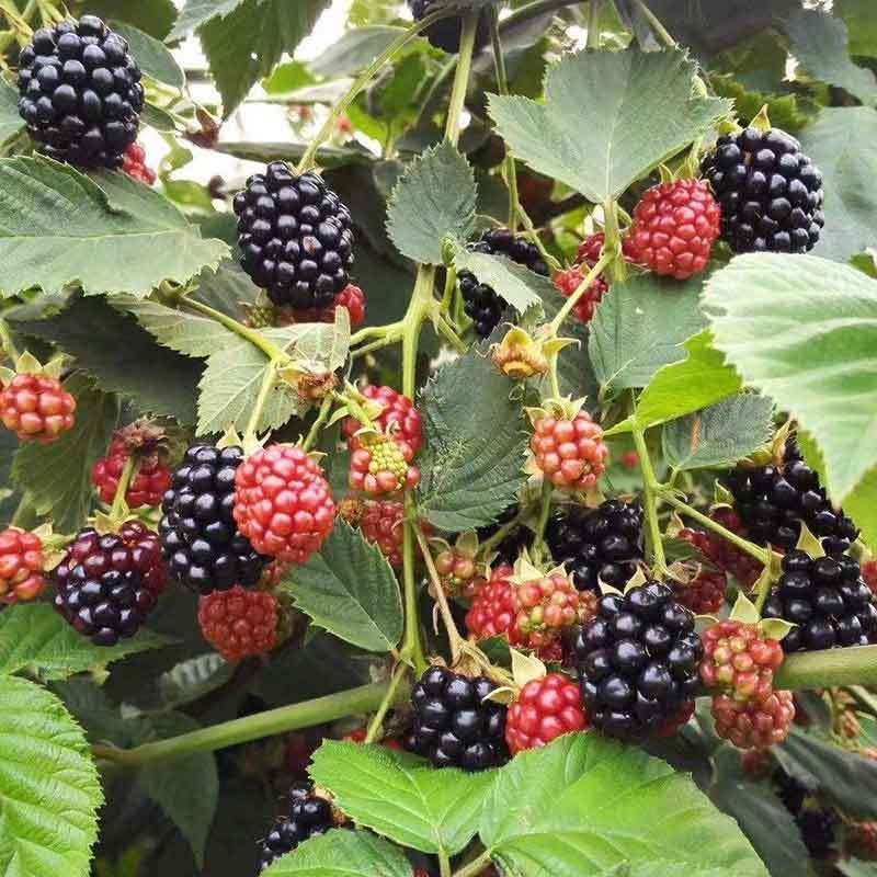 growing blackberries in houston
