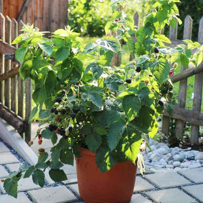 grow blackberries in pots