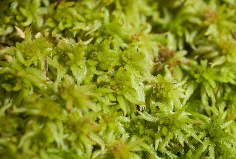 sphagnum moss