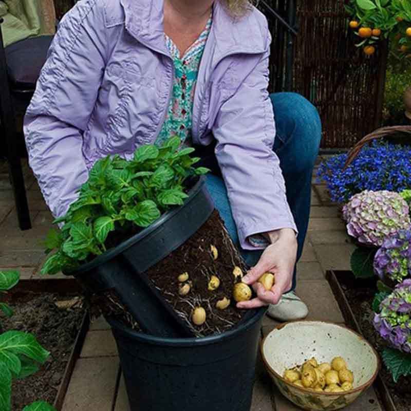 growing potatoes in pots