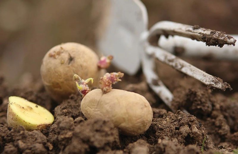 growing potatoes in tennessee