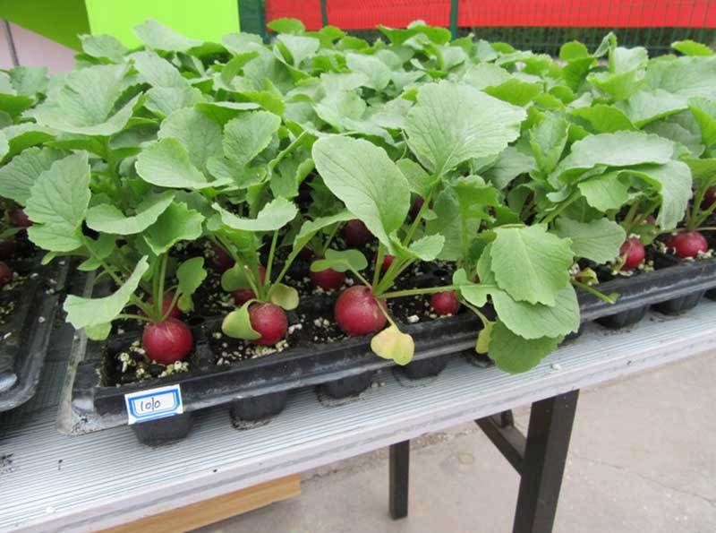 grow radishes from scraps