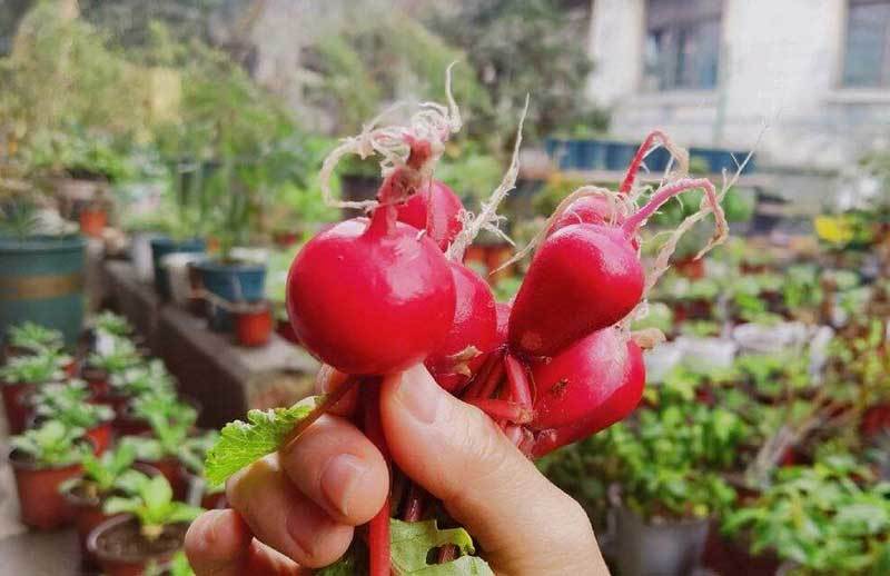 grow radish from radish