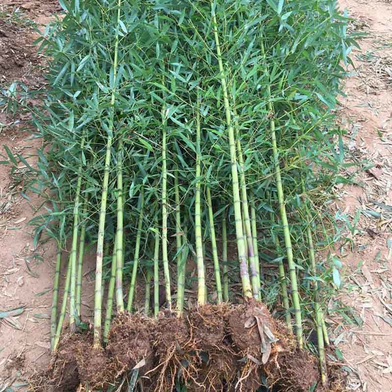 grow bamboo plants