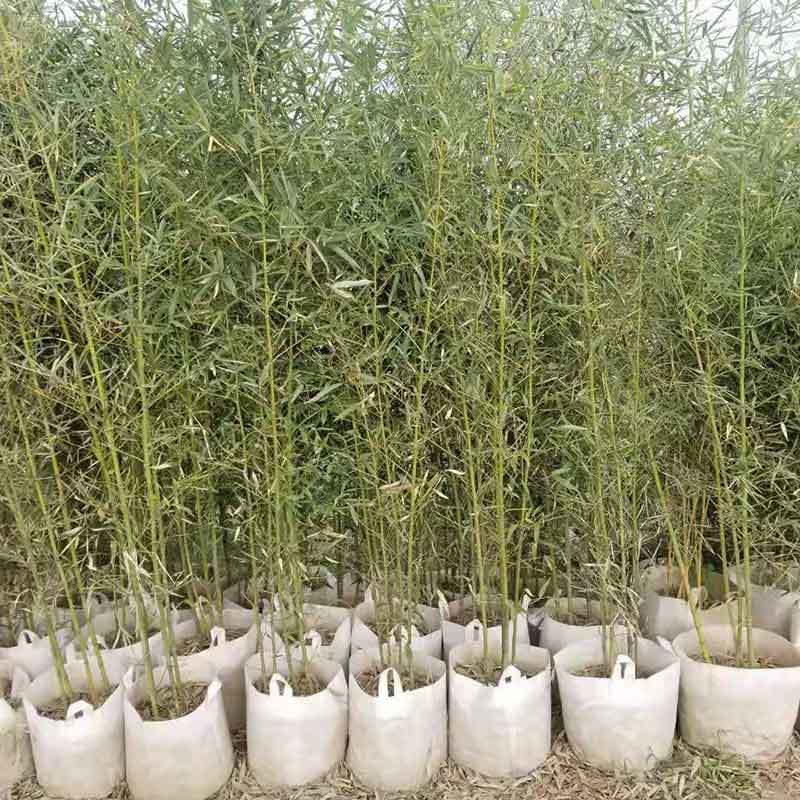 growing bamboo in pots