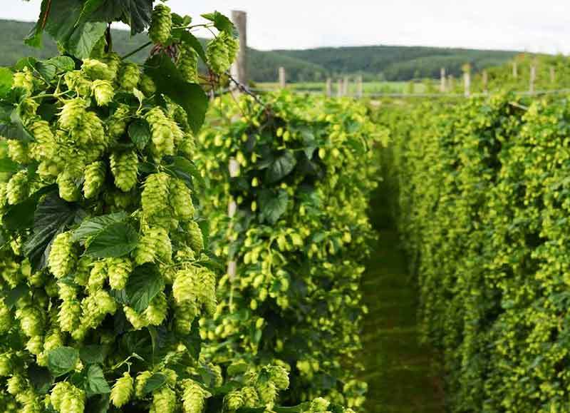 growing hops from seed