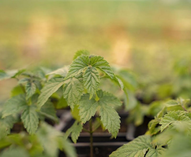 growing hops in pots