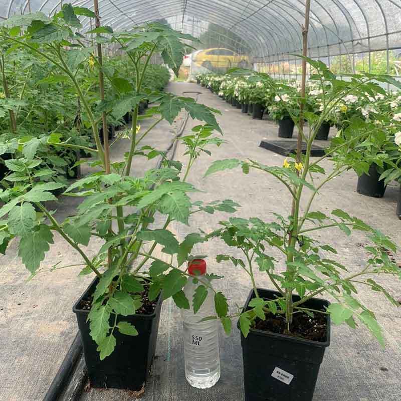 growing tomatoes in colorado