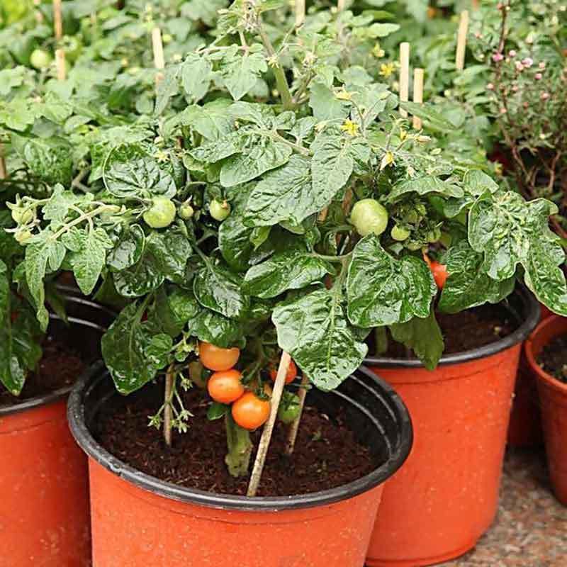 growing tomatoes in pots