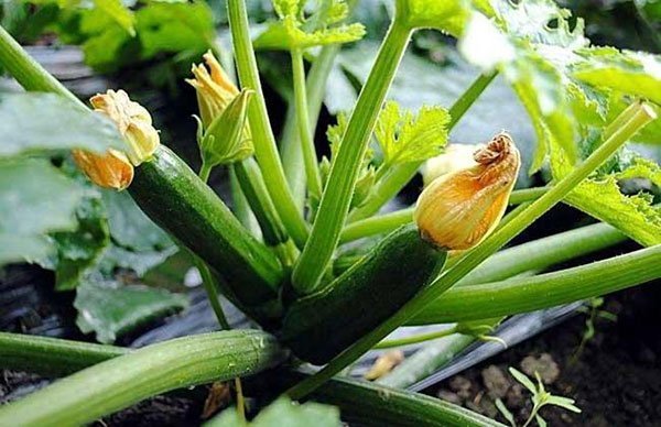 grow zucchini plant