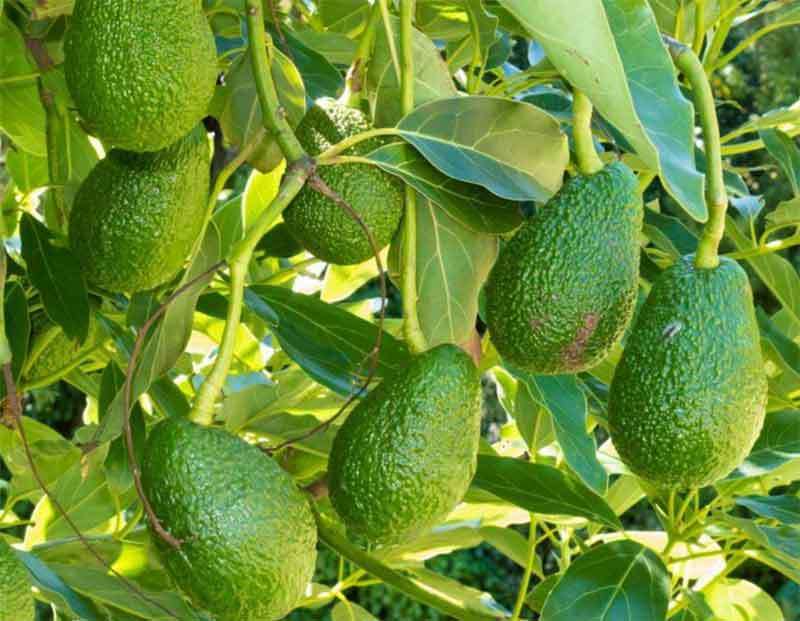 growing avocados in california