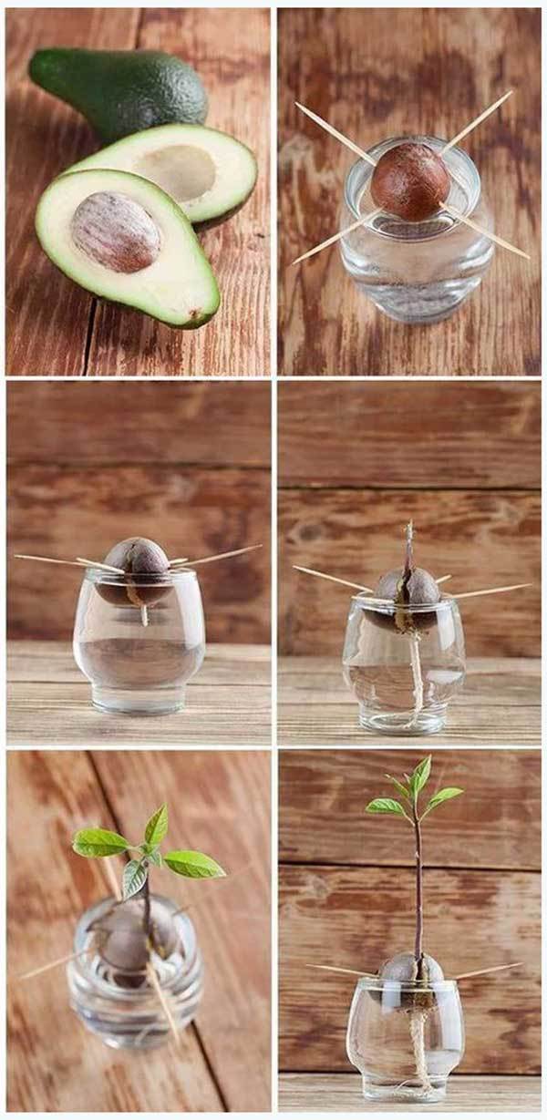 grow avocados from seed