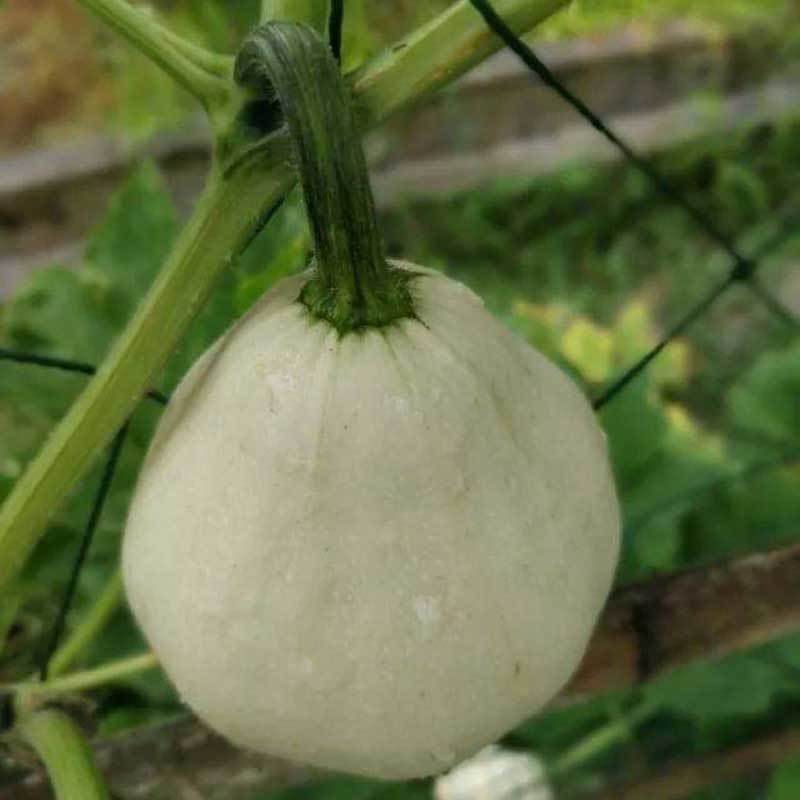 white pumpkin plant