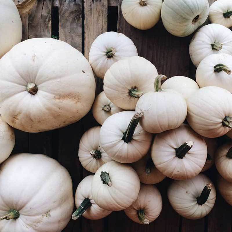 white pumpkins