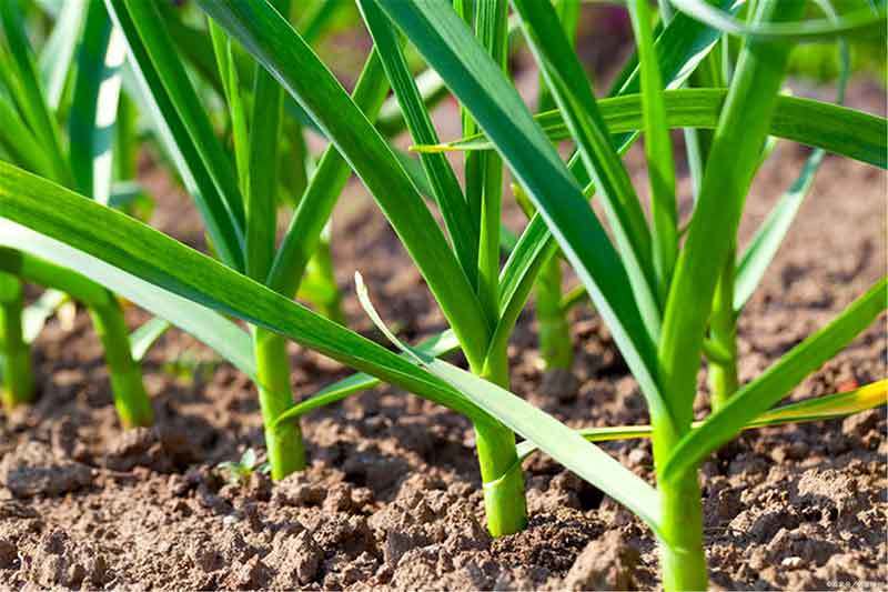 garlic plants