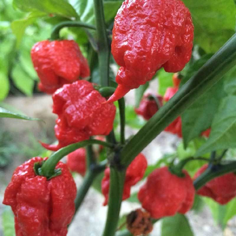 growing carolina reaper in pots