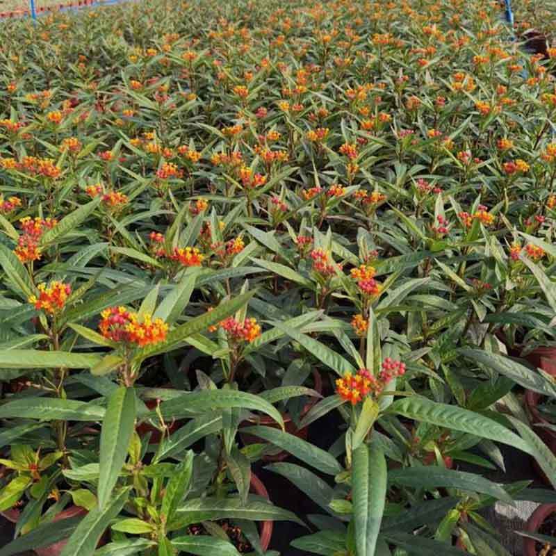 growing milkweed in pots