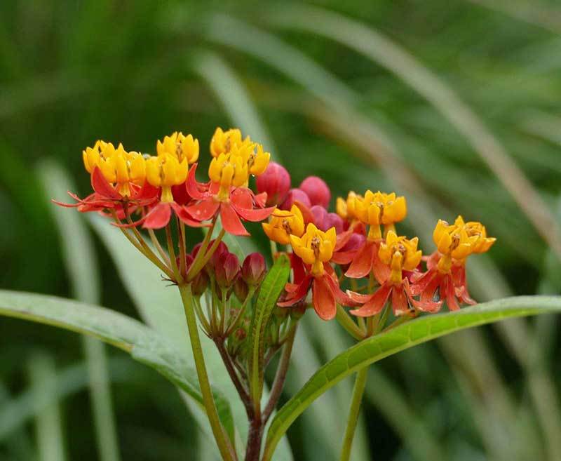 propagate milkweed