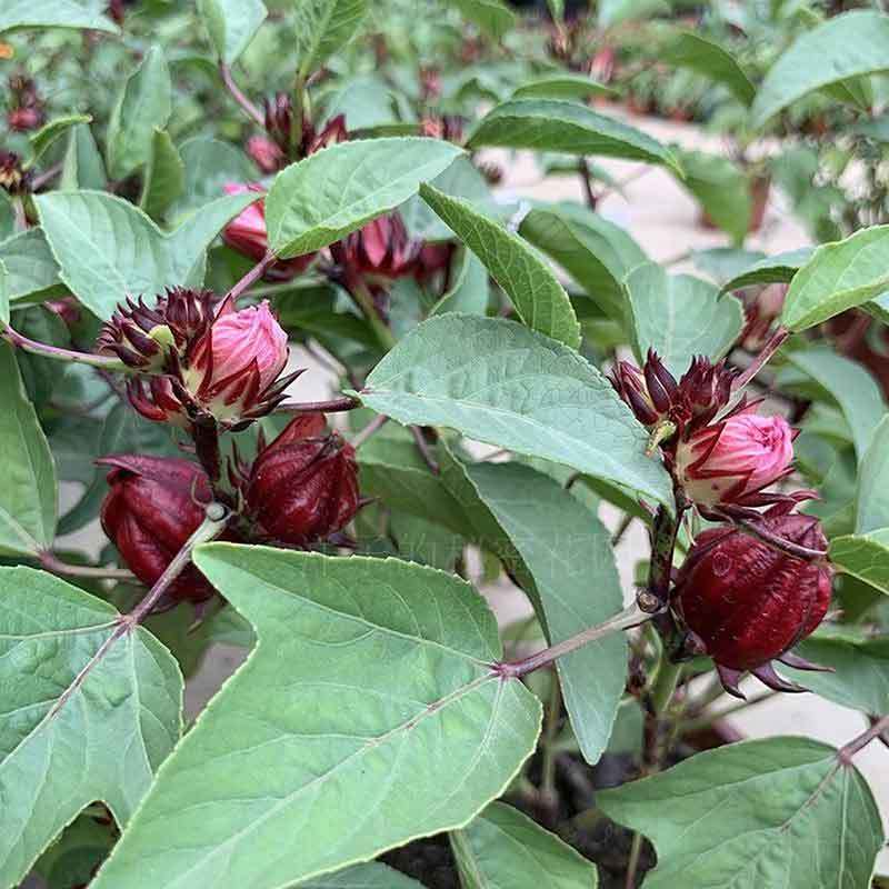 growing roselle in containers