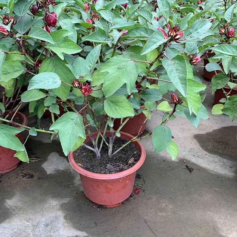 rosella plants in pots