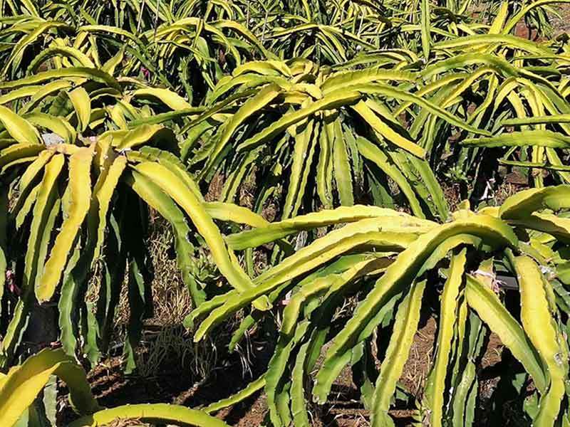 dragon fruit plant turning yellow