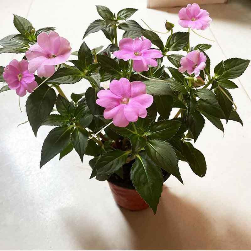 impatiens propagation