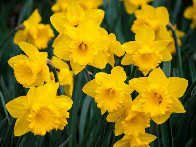 daffodils in florida