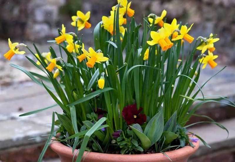 growing daffodils in pots