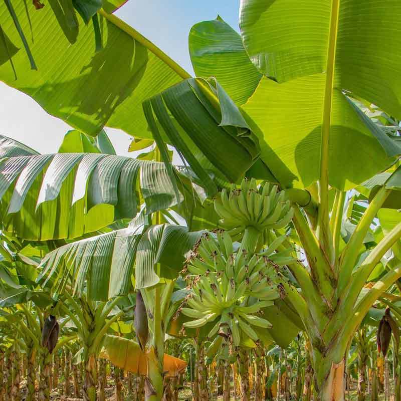 banana plant leaves turning brown