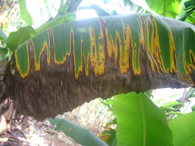 banana tree leaves turning brown