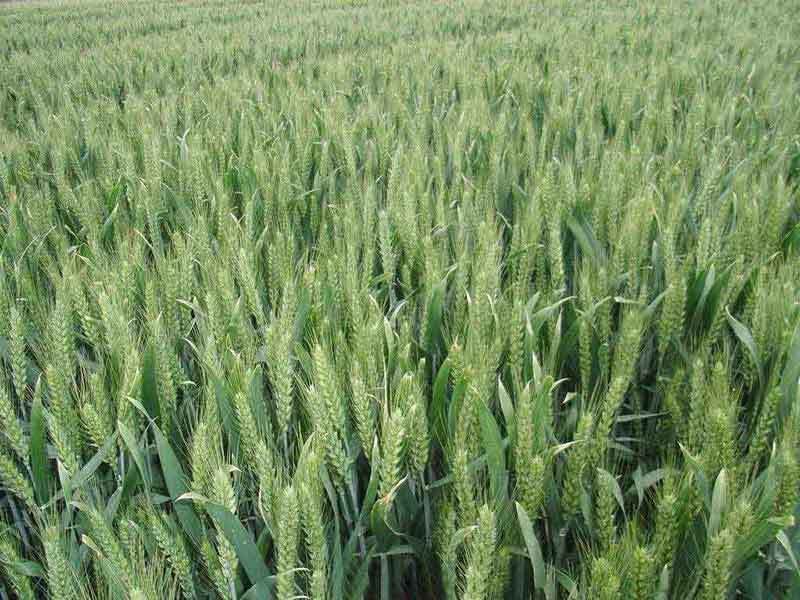 growing wheat in florida