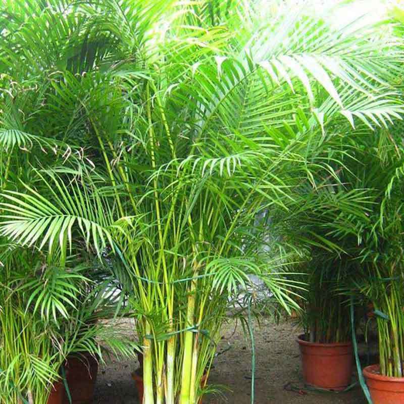 areca palm trees