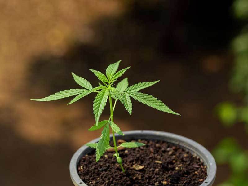 growing cannabis in coco coir