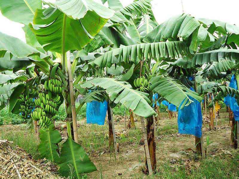 banana trees in georgia