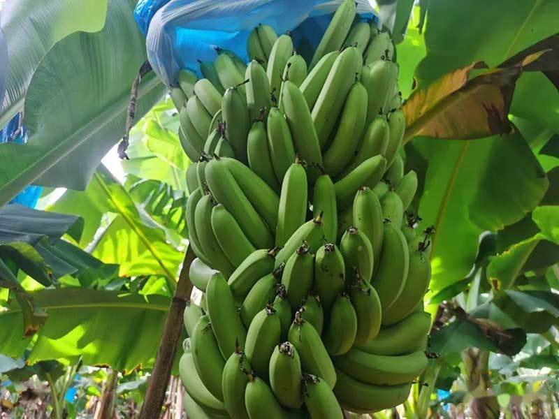 growing bananas in georgia