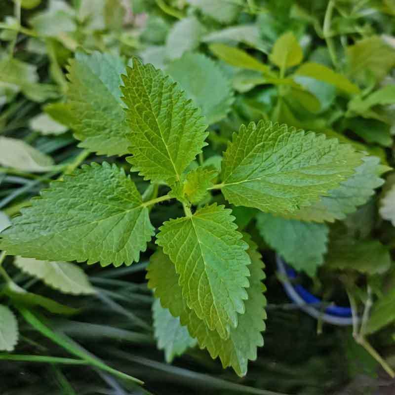 growing lemon balm