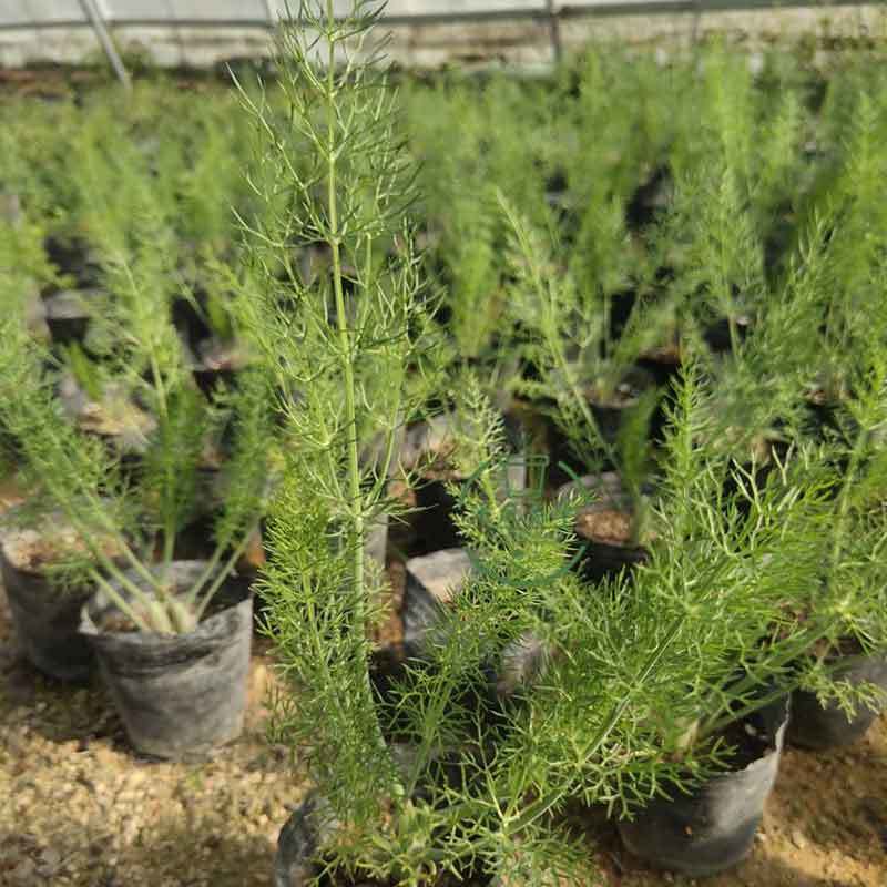 dill plants