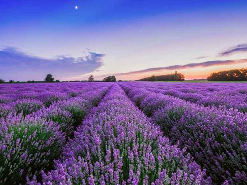 growing lavender in georgia