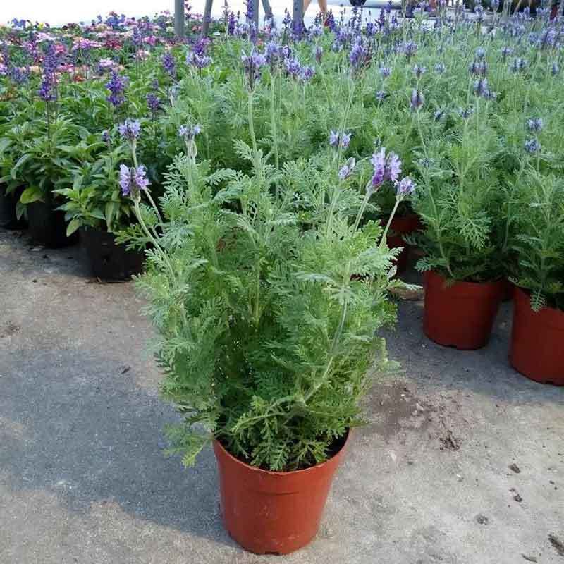 growing lavender in pots