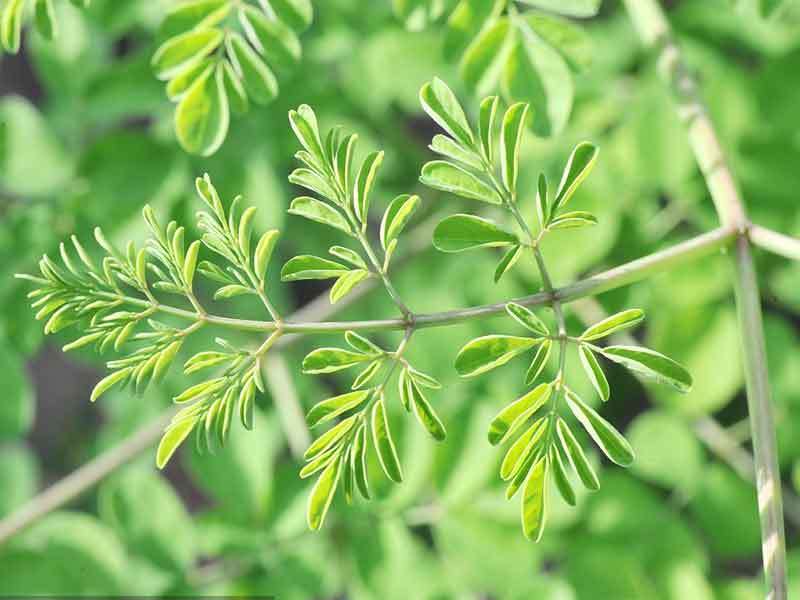 moringa leaves