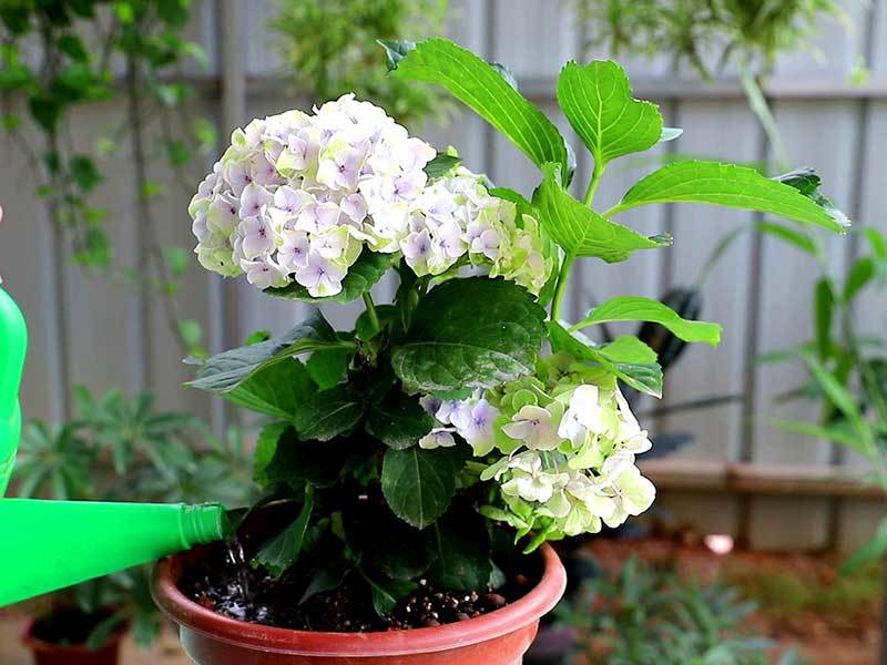 grow hydrangeas in pots