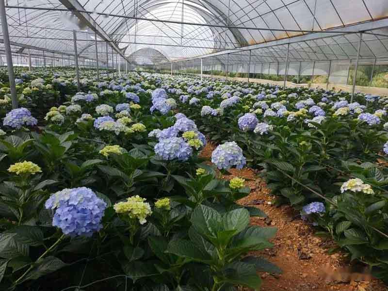 growing hydrangeas in colorado