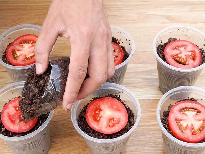 growing tomatoes from slices